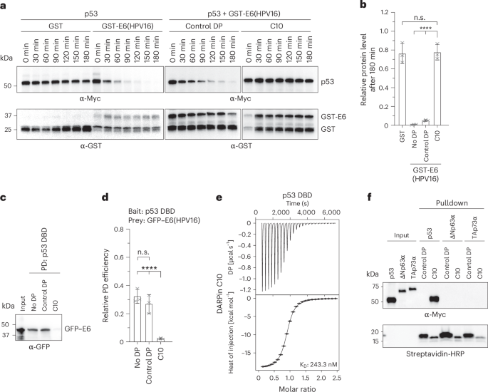 DARPin-induced reactivation of p53 in HPV-positive cells