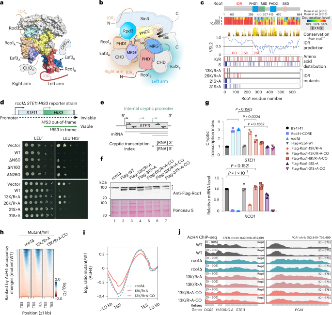 Inherent asymmetry of Rpd3S coordinates its nucleosome engagement and association with elongating RNA polymerase II