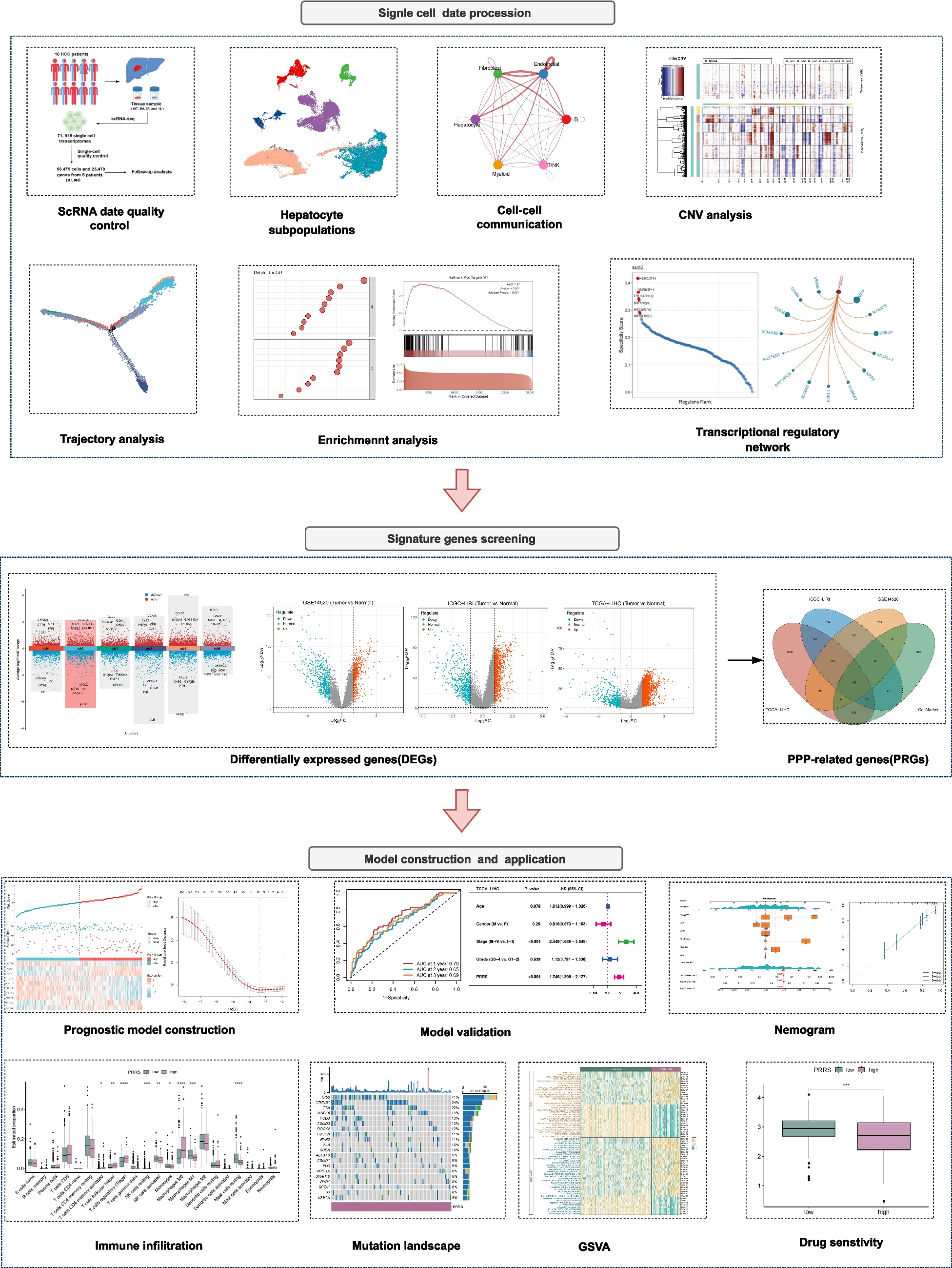 Unraveling the potential mechanism and prognostic value of pentose phosphate pathway in hepatocellular carcinoma: a comprehensive analysis integrating bulk transcriptomics and single-cell sequencing data