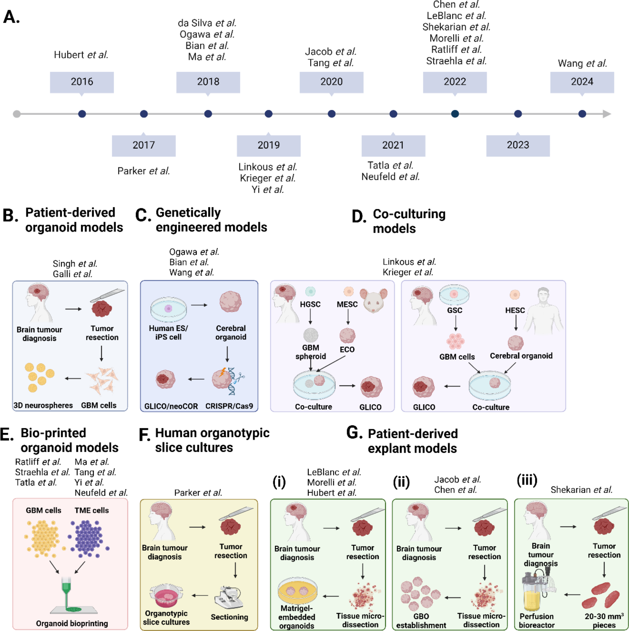 Personalising glioblastoma medicine: explant organoid applications, challenges and future perspectives