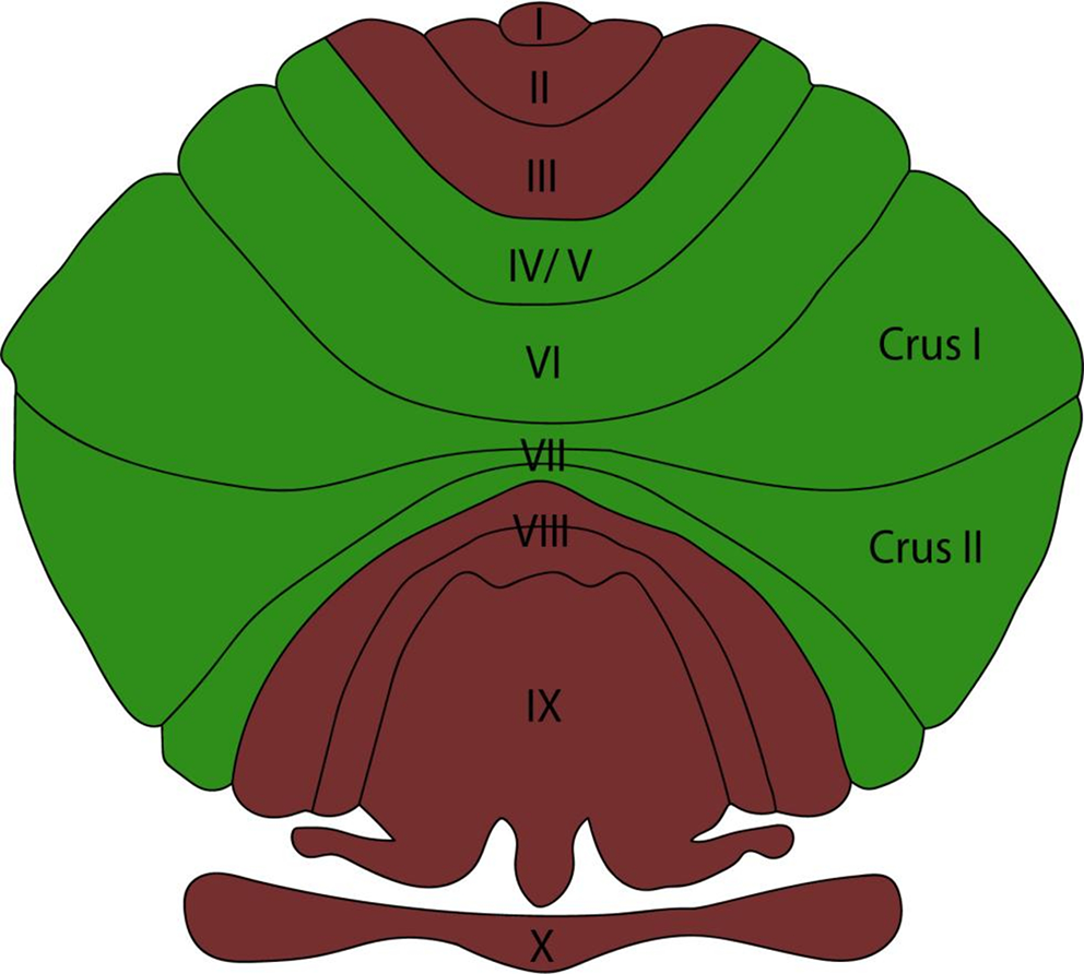 A new vision of the role of the cerebellum in pain processing