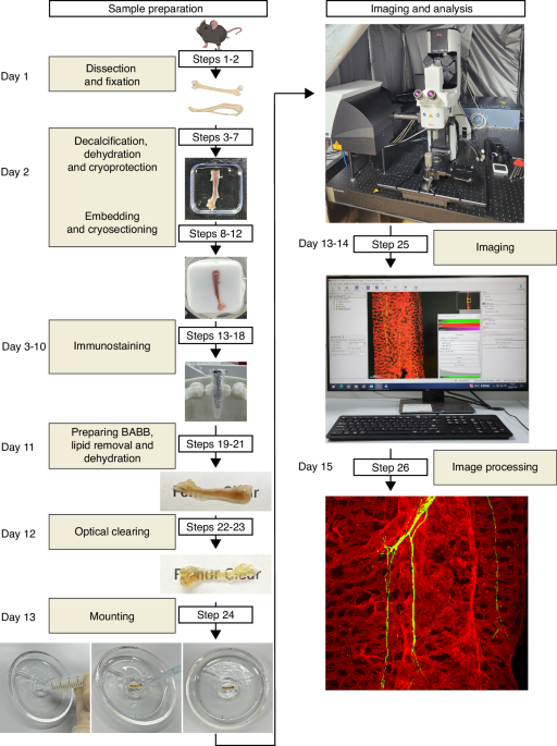 Deep imaging of LepR+ stromal cells in optically cleared murine bone hemisections