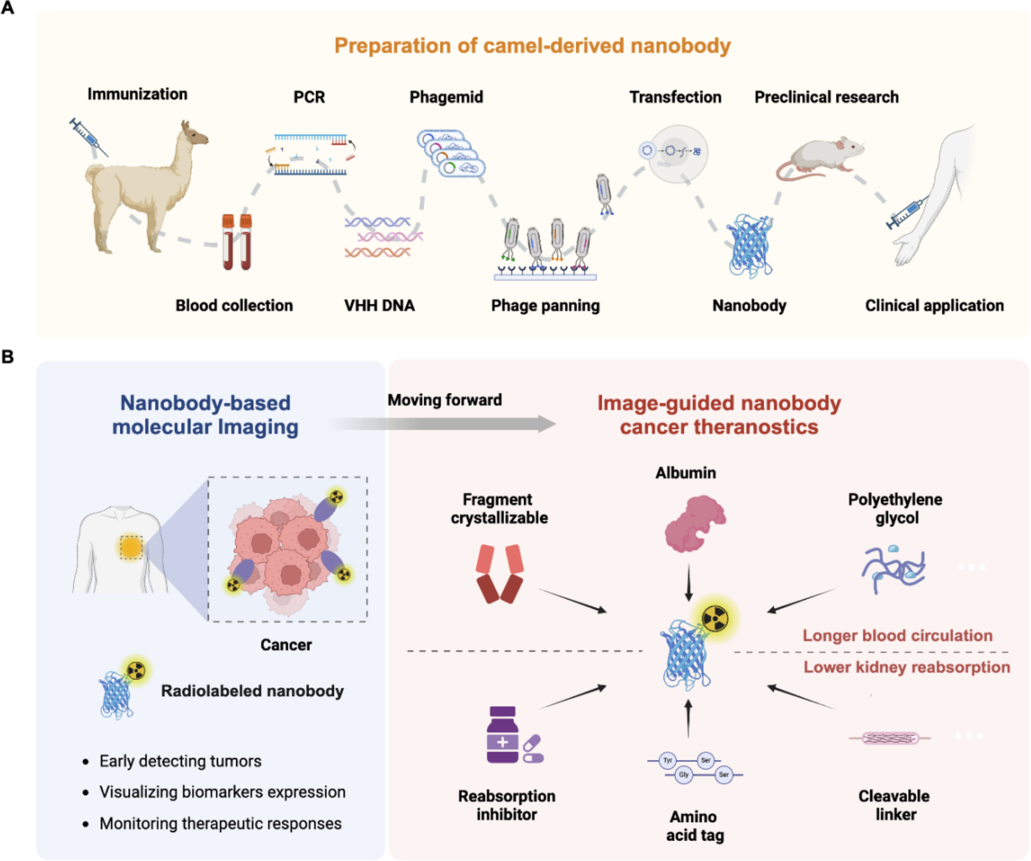 Trends in nanobody radiotheranostics