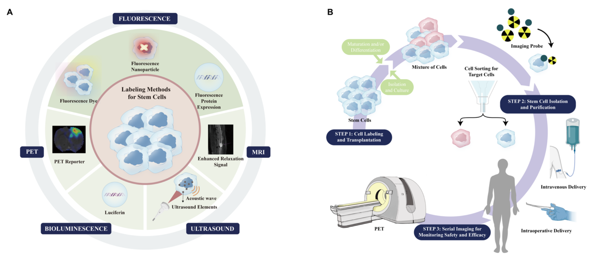 Future direction: molecular imaging-based stem cell research