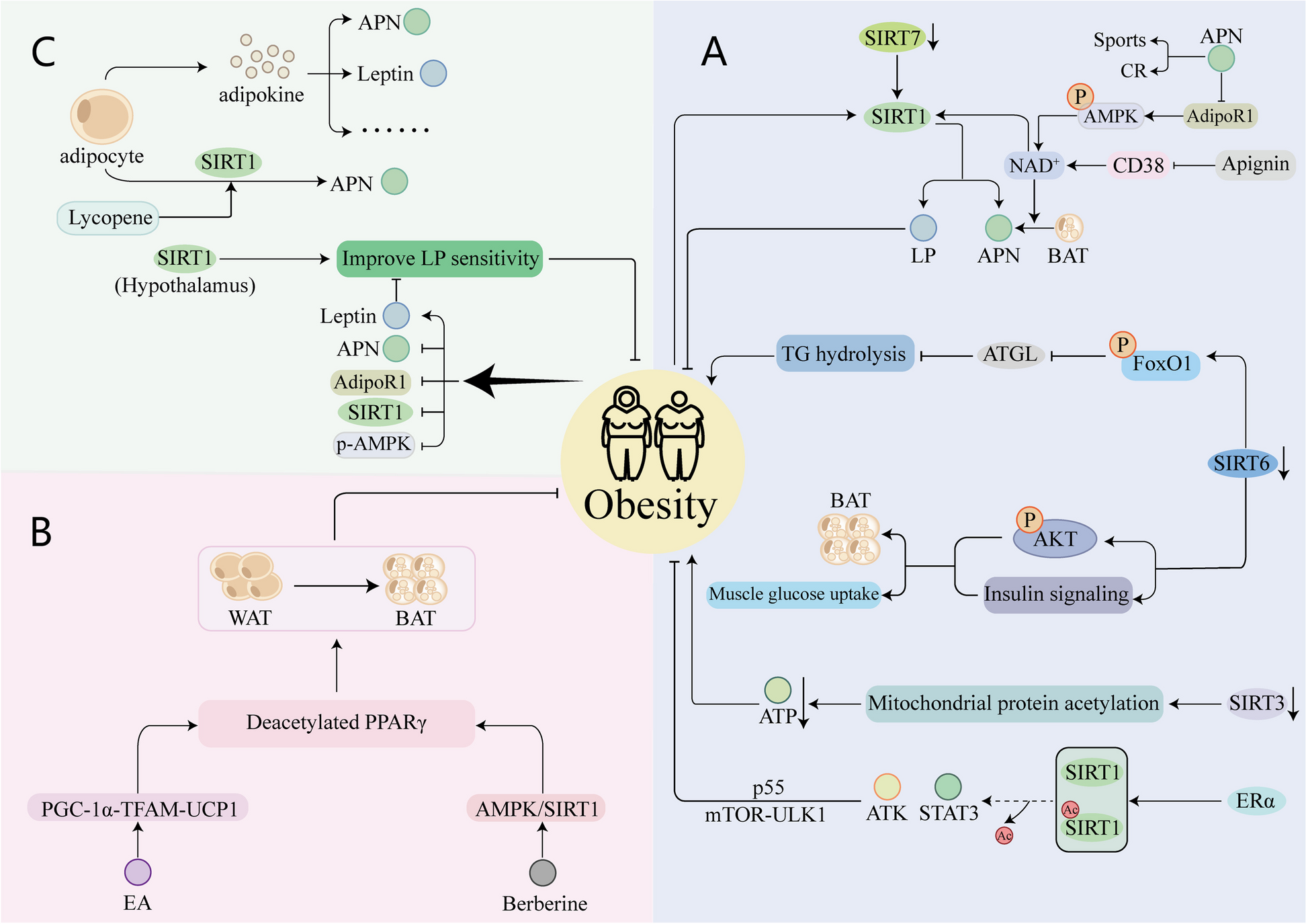 Role of sirtuins in obesity and osteoporosis: molecular mechanisms and therapeutic targets