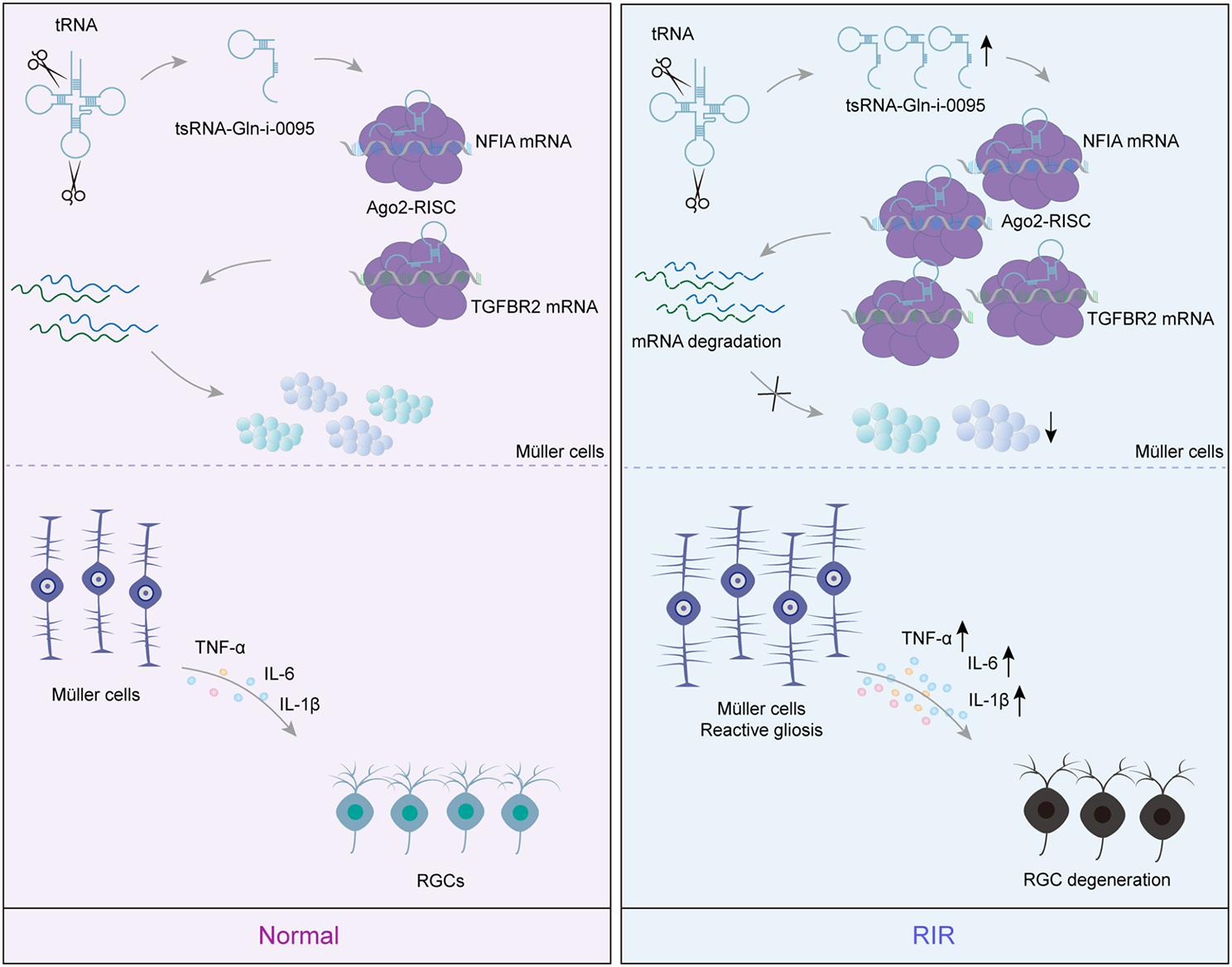 Co-targeting of glial activation and inflammation by tsRNA-Gln-i-0095 for treating retinal ischemic pathologies