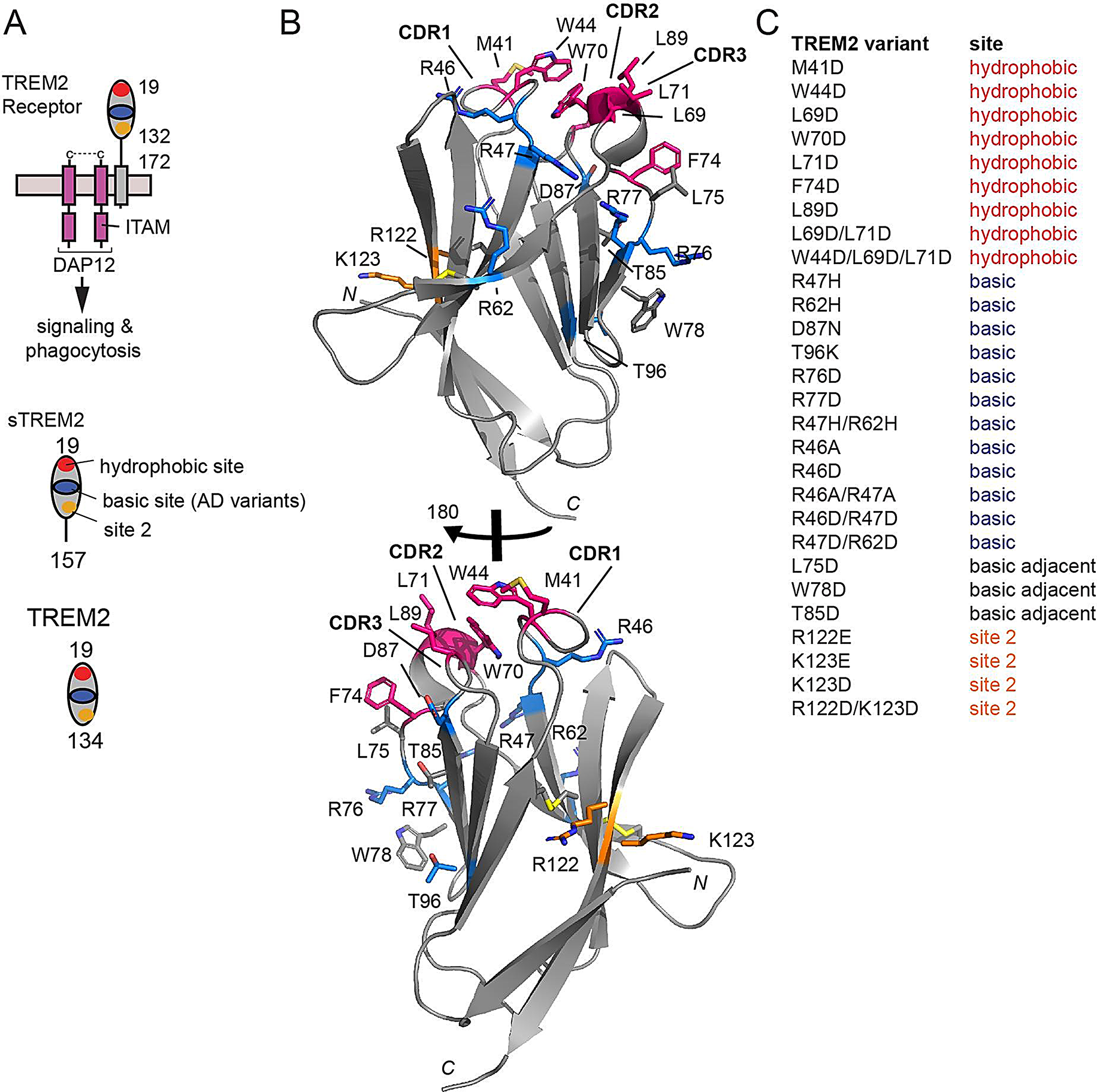 Biophysical mapping of TREM2-ligand interactions reveals shared surfaces for engagement of multiple Alzheimer’s disease ligands