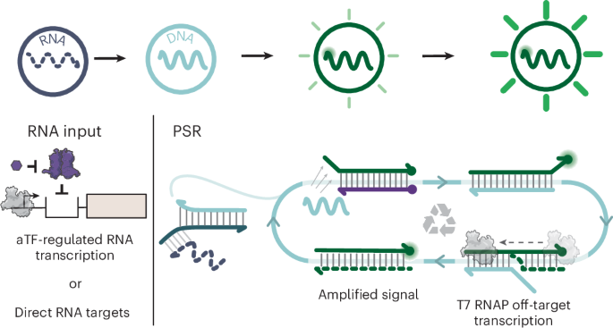 A cell-free biosensor signal amplification circuit with polymerase strand recycling