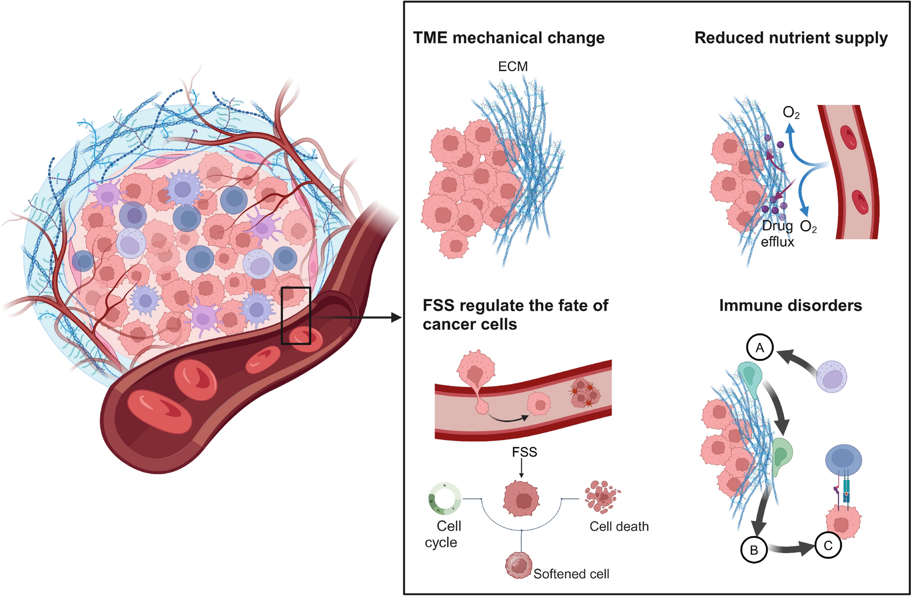 Biomechanics in the tumor microenvironment: from biological functions to potential clinical applications