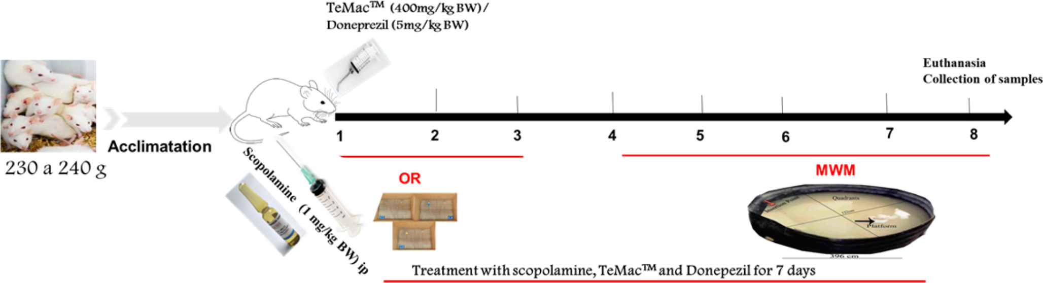 TeMac™ ameliorates memory impairment and cholinergic dysfunction in rats induced by scopolamine