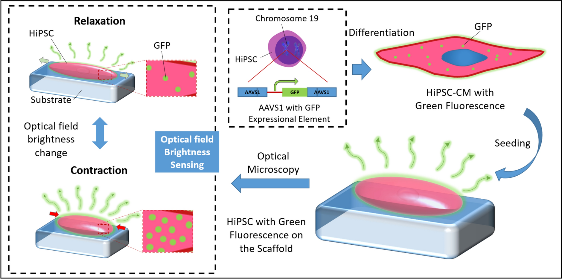 Rapid Video Analysis for Contraction Synchrony of Human Induced Pluripotent Stem Cells-Derived Cardiac Tissues