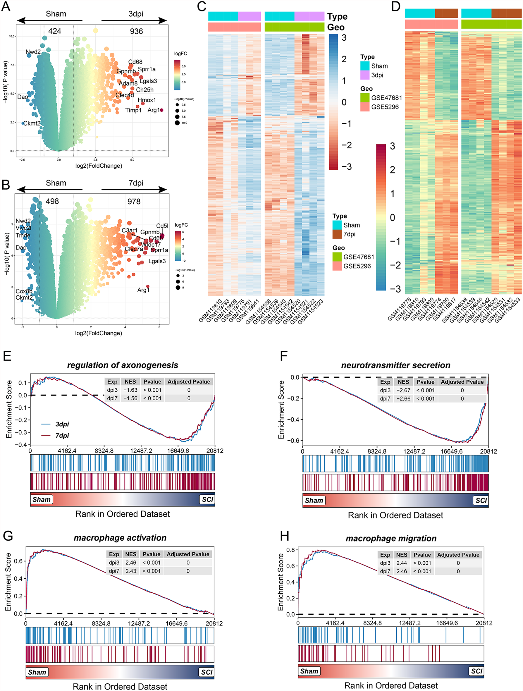 Amantadine modulates novel macrophage phenotypes to enhance neural repair following spinal cord injury