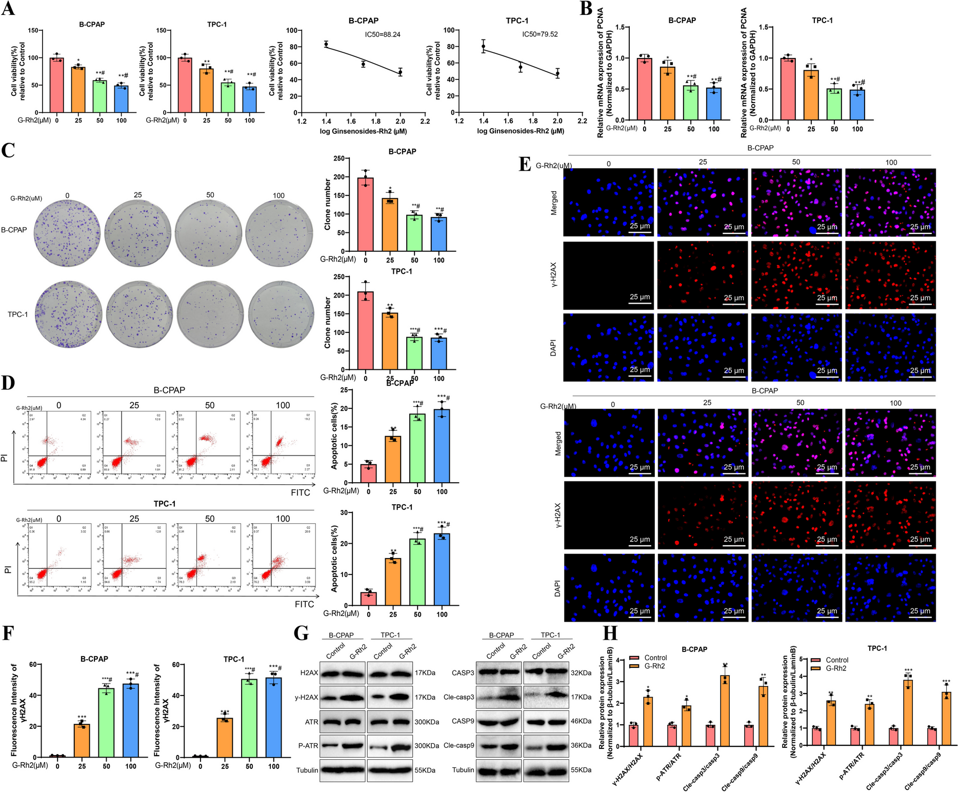 Targeting CHEK1: Ginsenosides-Rh2 and Cu2O@G-Rh2 nanoparticles in thyroid cancer