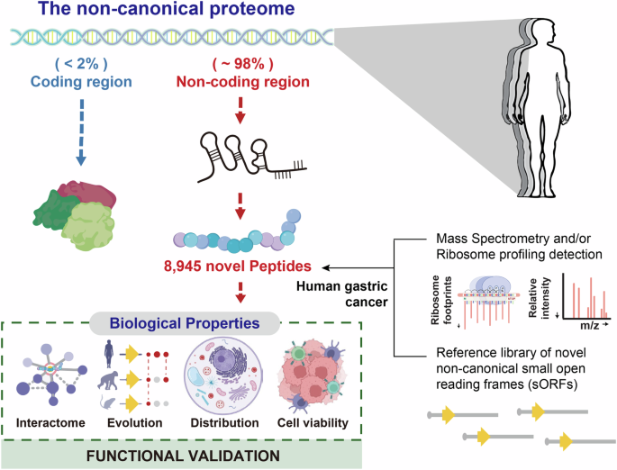 The non-canonical proteome: a novel contributor to cancer proliferation