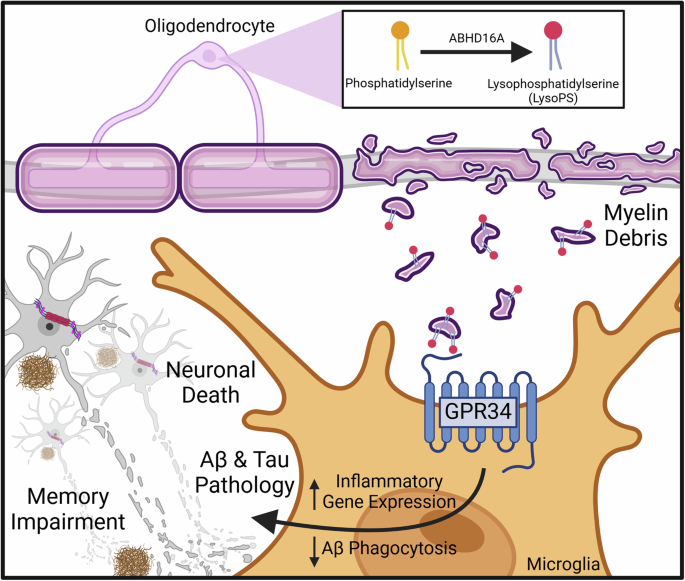 Myelin debris as an initiator of microglial dysfunction and neuropathology in Alzheimer’s disease