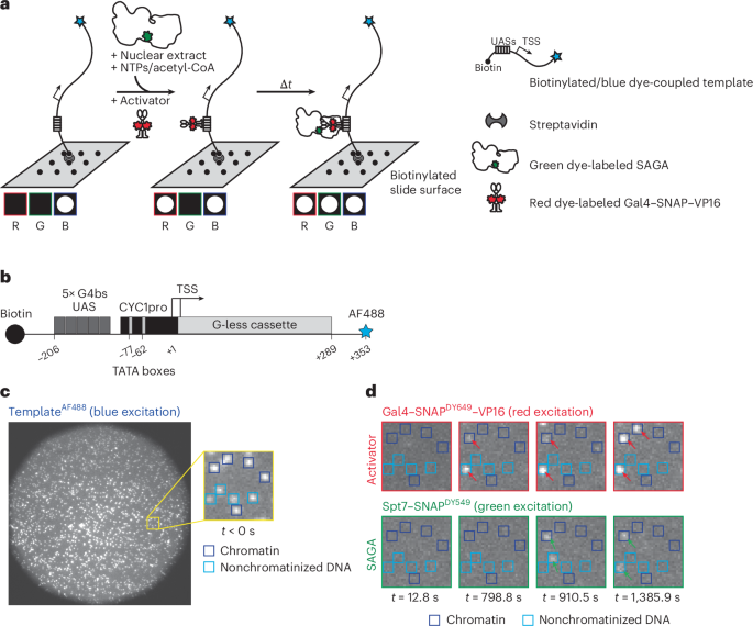 Single-molecule analysis of transcription activation: dynamics of SAGA coactivator recruitment