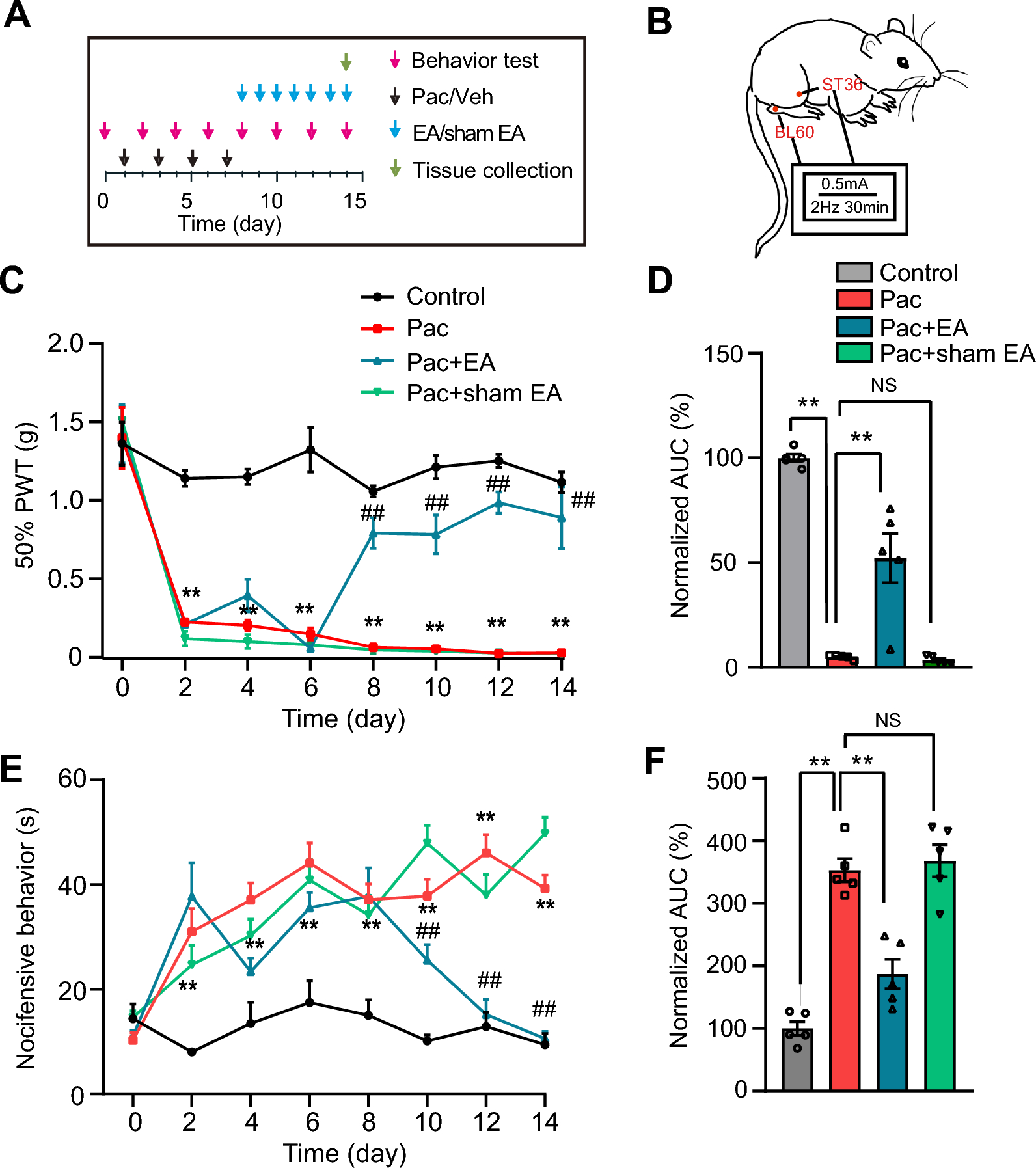 Electroacupuncture alleviates paclitaxel-induced peripheral neuropathy by reducing CCL2-mediated macrophage infiltration in sensory ganglia and sciatic nerve