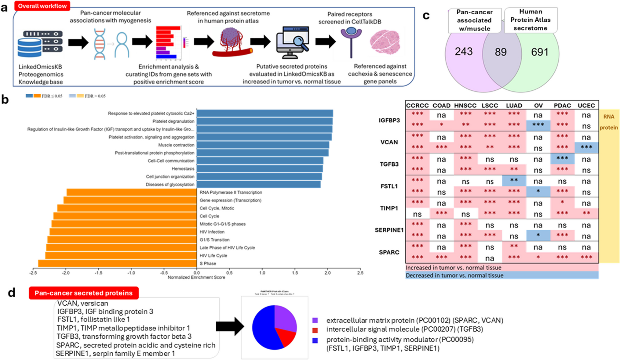 Pan-cancer secreted proteome and skeletal muscle regulation: insight from a proteogenomic data-driven knowledge base