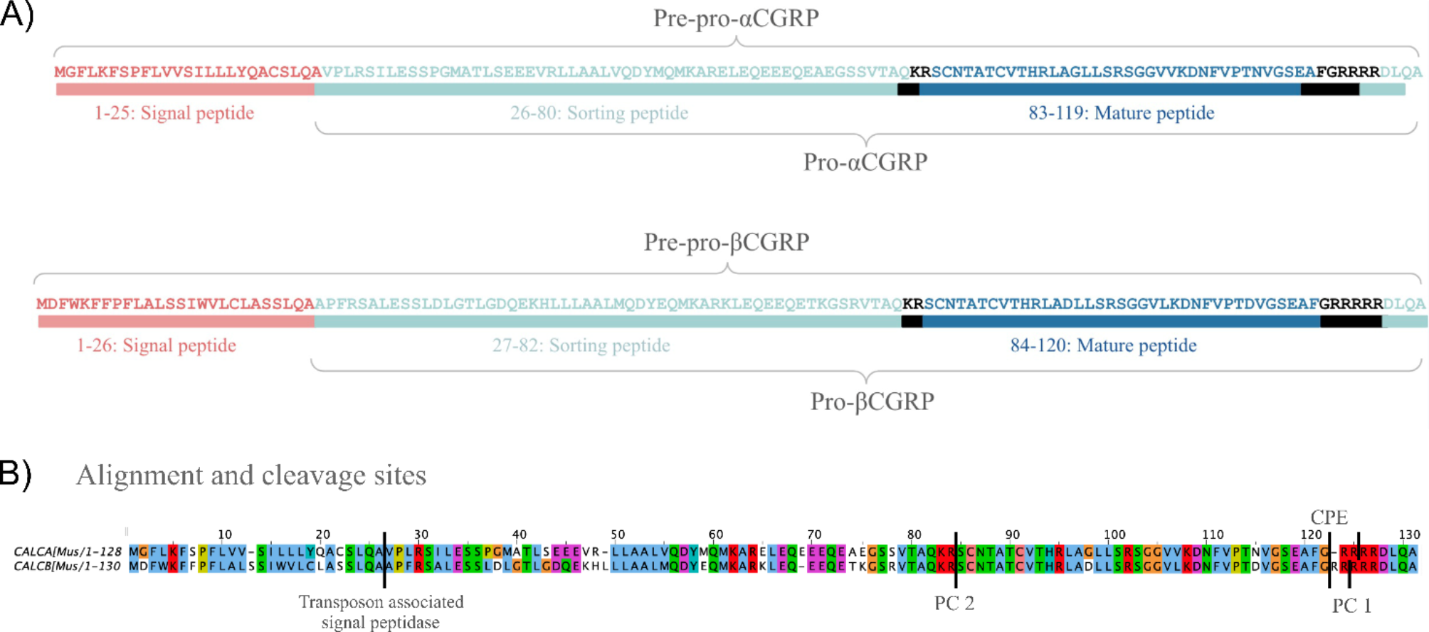 Differentially localizing isoforms of the migraine component calcitonin gene-related peptide (CGRP), in the mouse trigeminal ganglion: βCGRP is translated but, unlike αCGRP, not sorted into axons