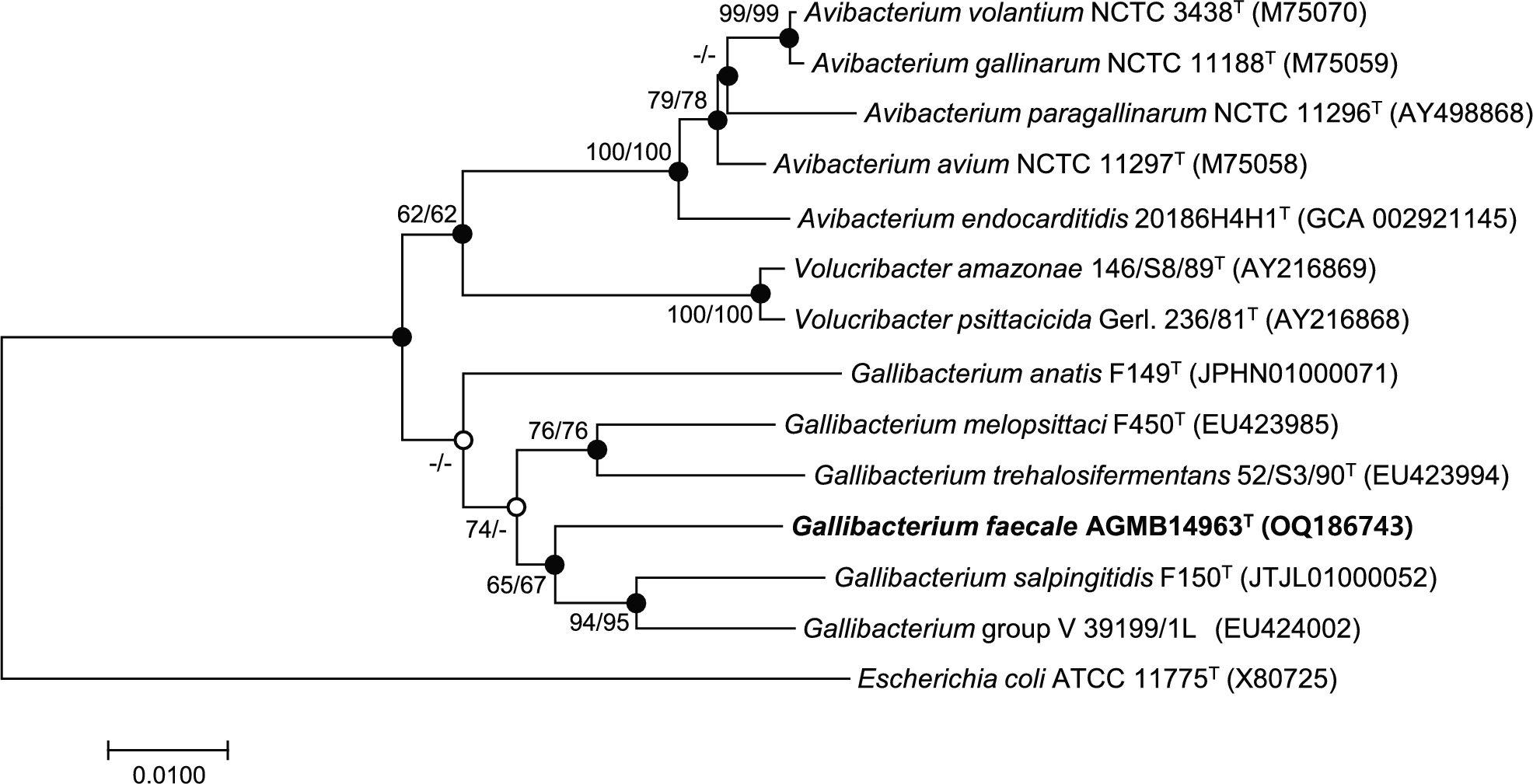 Gallibacterium faecale sp. nov., Isolated from Dairy Cow Feces