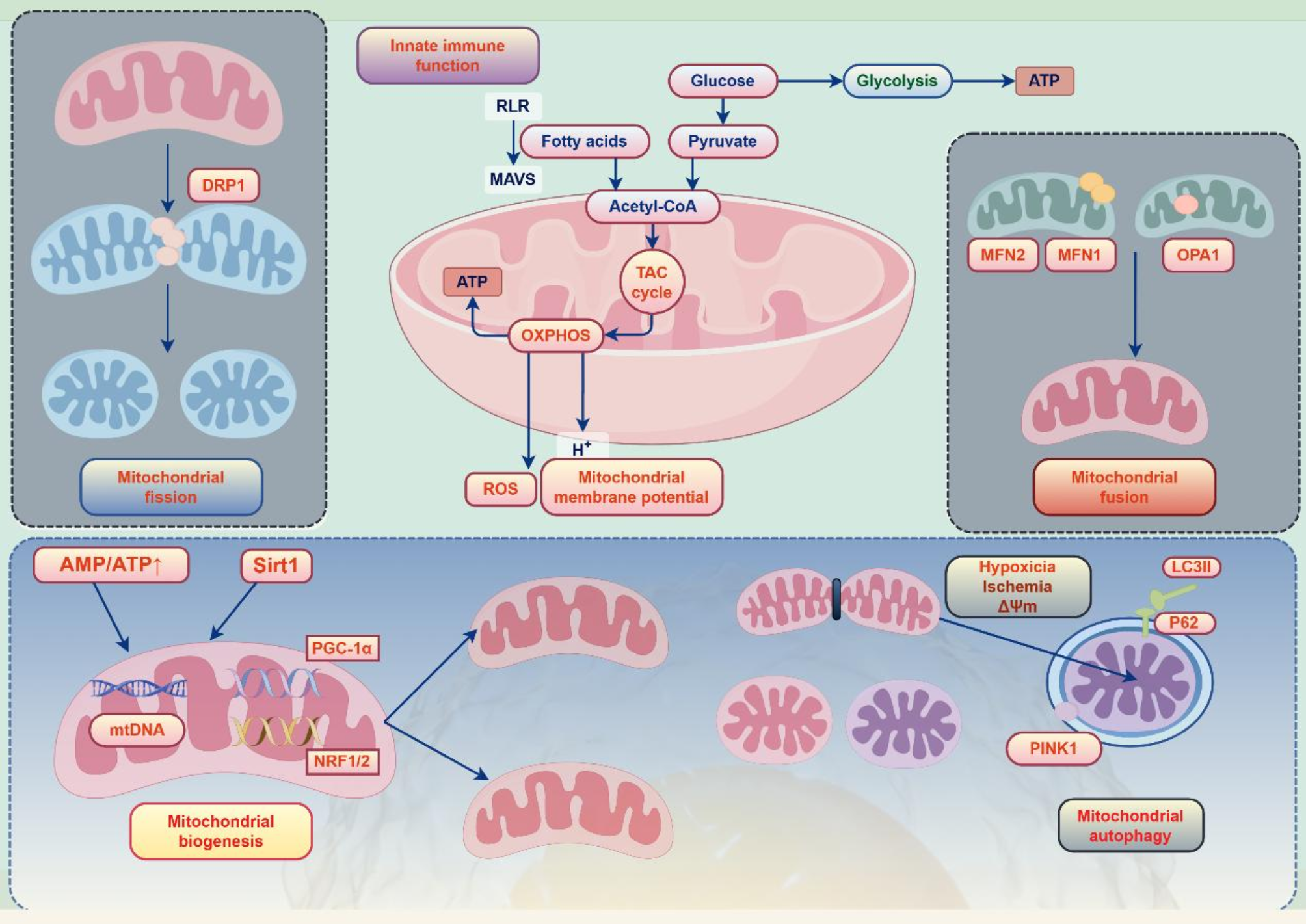 A review of the pathogenesis of mitochondria in breast cancer and progress of targeting mitochondria for breast cancer treatment