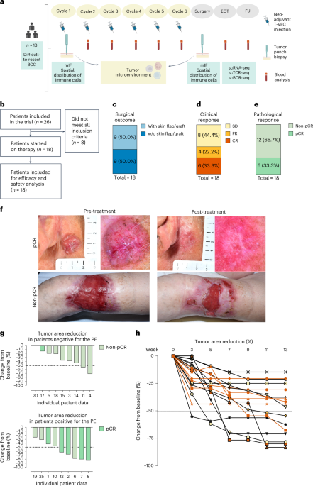 Efficacy and tolerability of neoadjuvant therapy with Talimogene laherparepvec in cutaneous basal cell carcinoma: a phase II trial (NeoBCC trial)