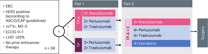 Neoadjuvant atezolizumab in combination with dual HER2 blockade plus epirubicin in women with early HER2-positive breast cancer: the randomized phase 2 ABCSG-52/ATHENE trial