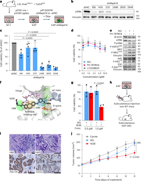 First-in-class ultralong-target-residence-time p38α inhibitors as a mitosis-targeted therapy for colorectal cancer