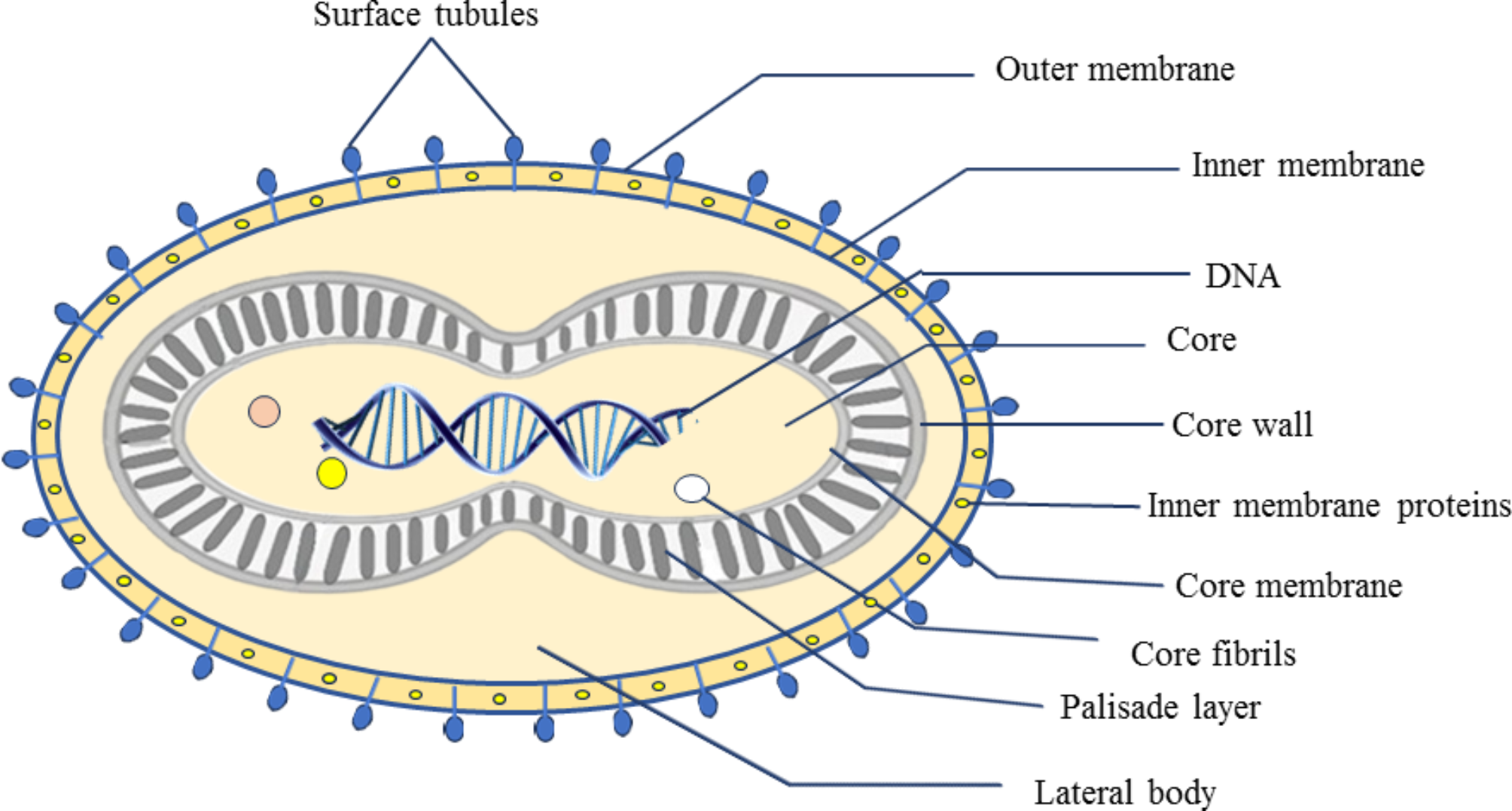 Monkeypox: a re-emergent virus with global health implications – a comprehensive review