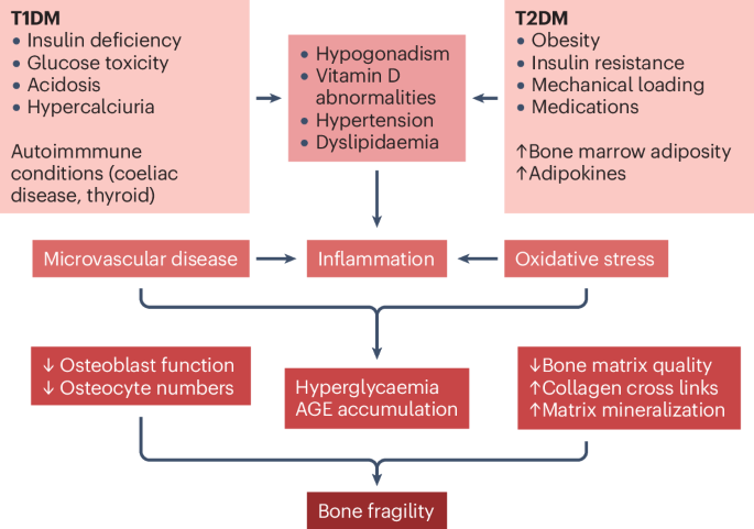 The effects of type 1 and type 2 diabetes mellitus on bone health in chronic kidney disease