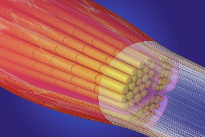 Exploring the functions of the myokine feimin