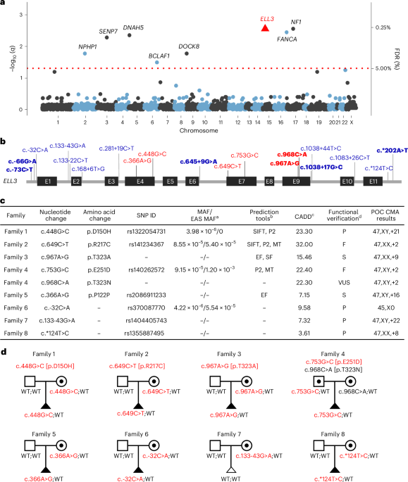 Maternal ELL3 loss-of-function leads to oocyte aneuploidy and early miscarriage