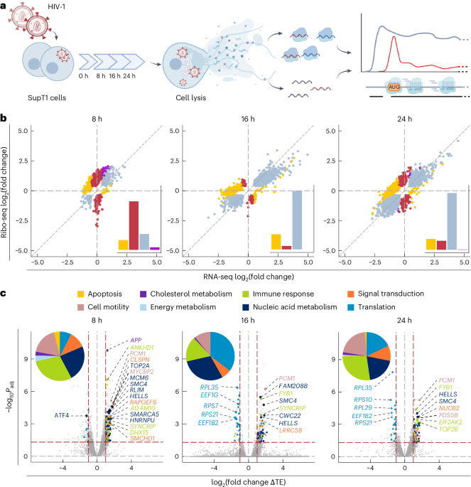 The translational landscape of HIV-1 infected cells reveals key gene regulatory principles