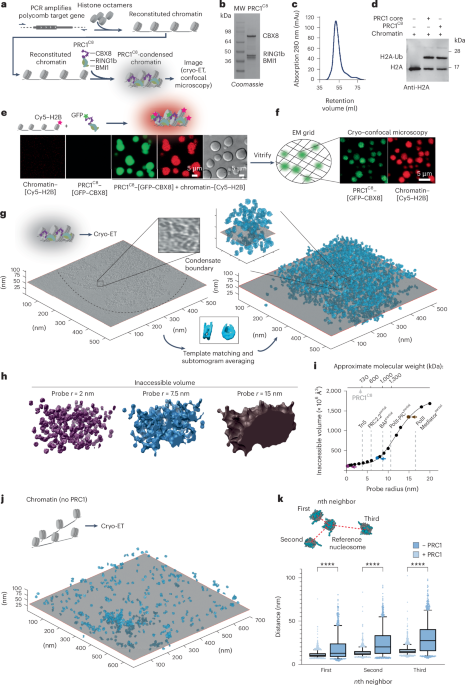 Dynamic PRC1–CBX8 stabilizes a porous structure of chromatin condensates