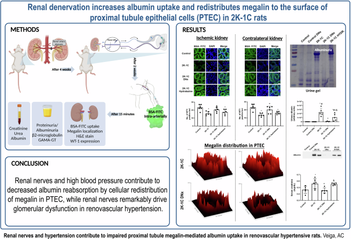 Renal nerves and hypertension contribute to impaired proximal tubule megalin-mediated albumin uptake in renovascular hypertensive rats