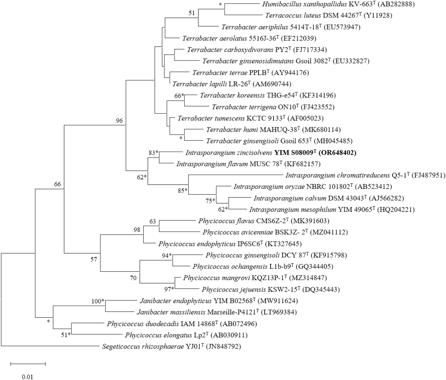 Intrasporangium zincisolvens sp. nov., A Novel Actinobacterium Isolated from Rhizosphere Soil