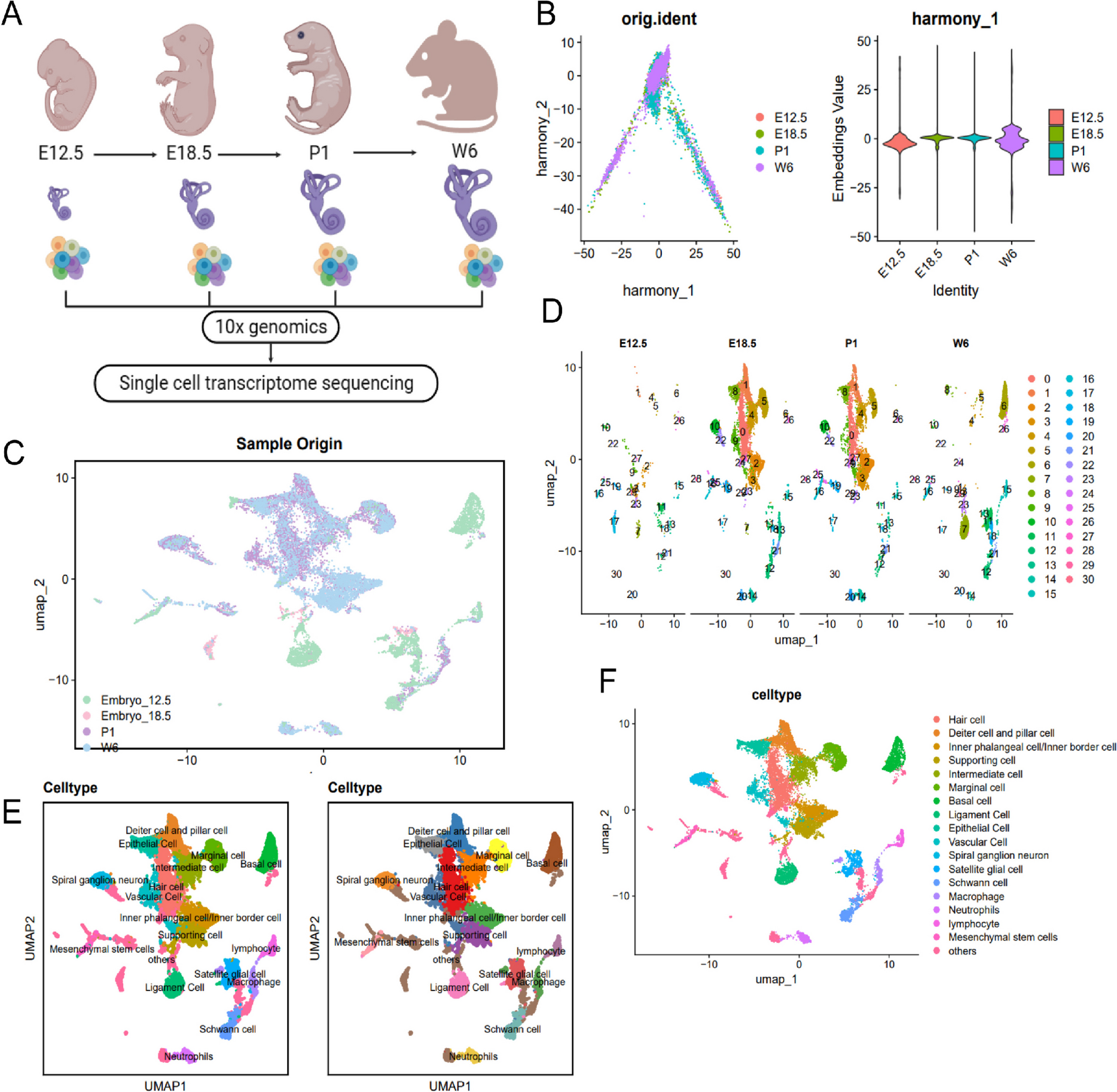 Innovative treatment of age-related hearing loss using MSCs and EVs with Apelin