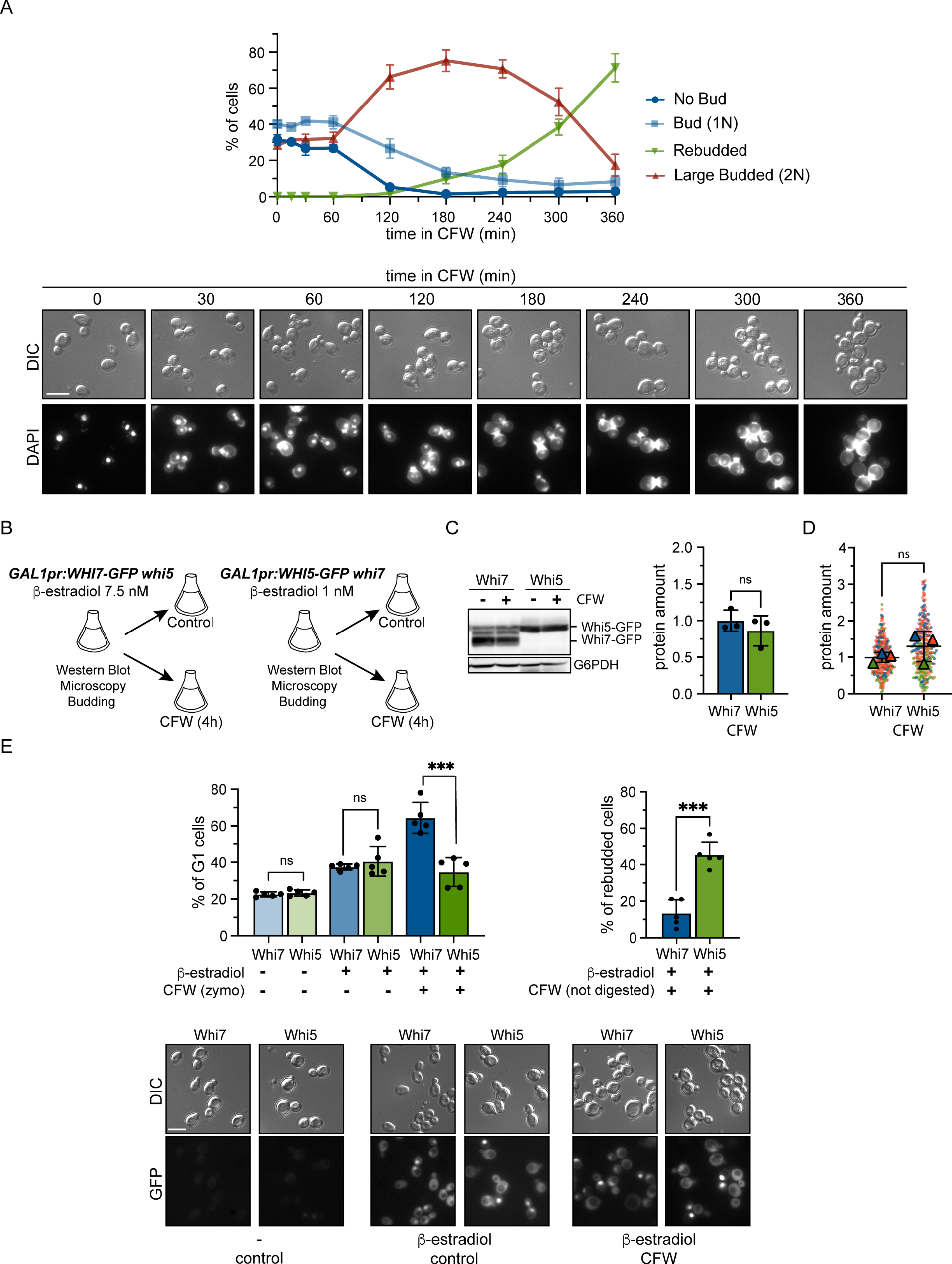 Dual regulation of the levels and function of Start transcriptional repressors drives G1 arrest in response to cell wall stress