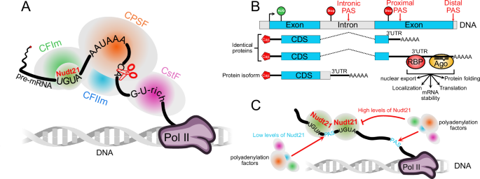 mRNA 3ʹUTR length matters: alternative polyadenylation shapes autophagy and inflammatory responses in macrophages