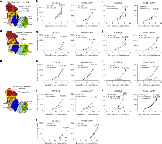 Selective deficiency of mitochondrial respiratory complex I subunits Ndufs4/6 causes tumor immunogenicity