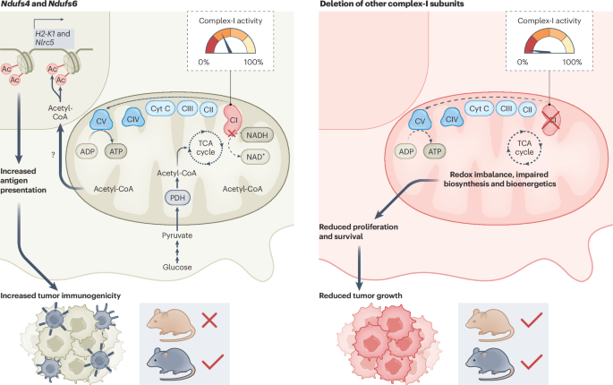 Fine-tuning tumor immunogenicity with mitochondrial complex I