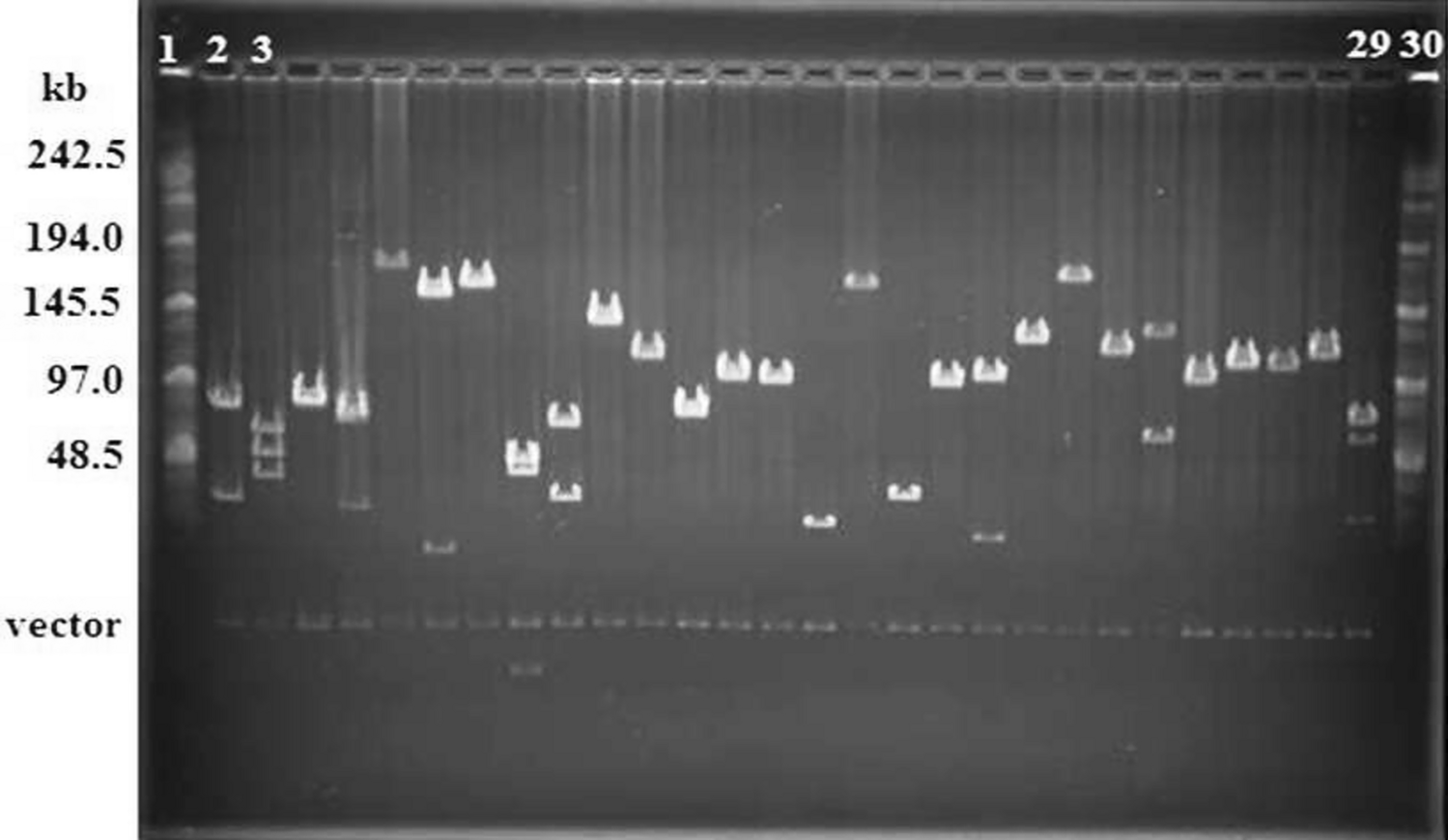 Molecular and bioinformatic approaches of BAC analyses in Clarias magur for gene mining, marker development, improving genome assembly and understanding genome organization