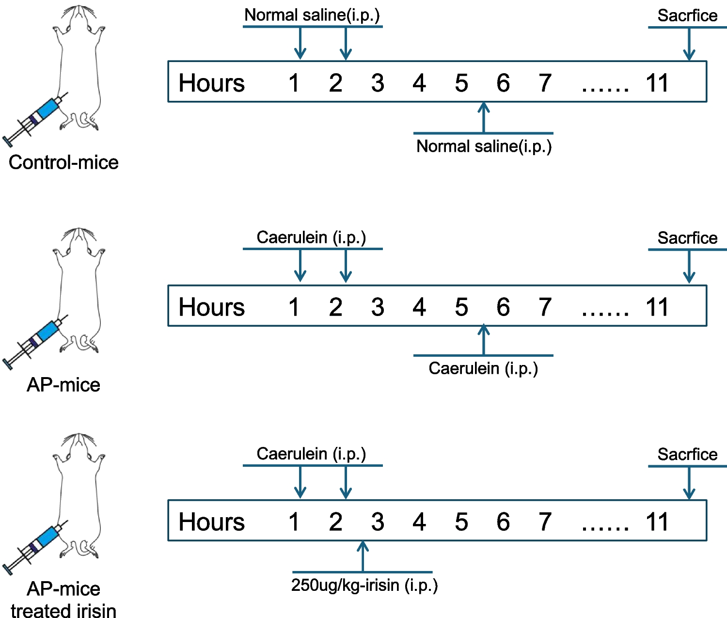 Irisin-mediated KEAP1 degradation alleviates oxidative stress and ameliorates pancreatitis