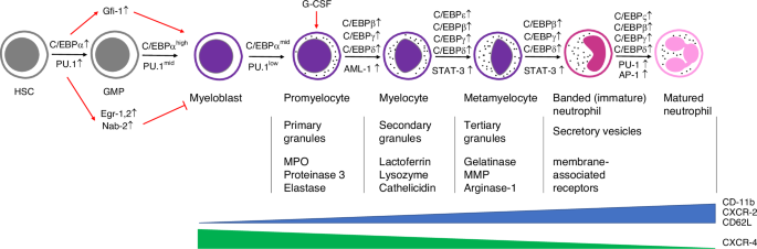 The impact of aging on neutrophil functions and the contribution to periodontitis