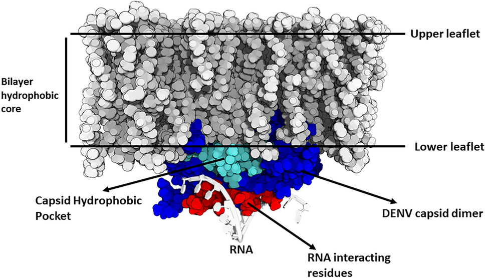 Computational Insights on the Assembly of the Dengue Virus Membrane–Capsid–RNA Complex