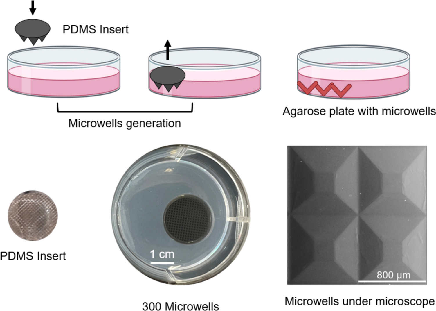 Establishment of a human 3D in vitro liver-bone model as a potential system for drug toxicity screening