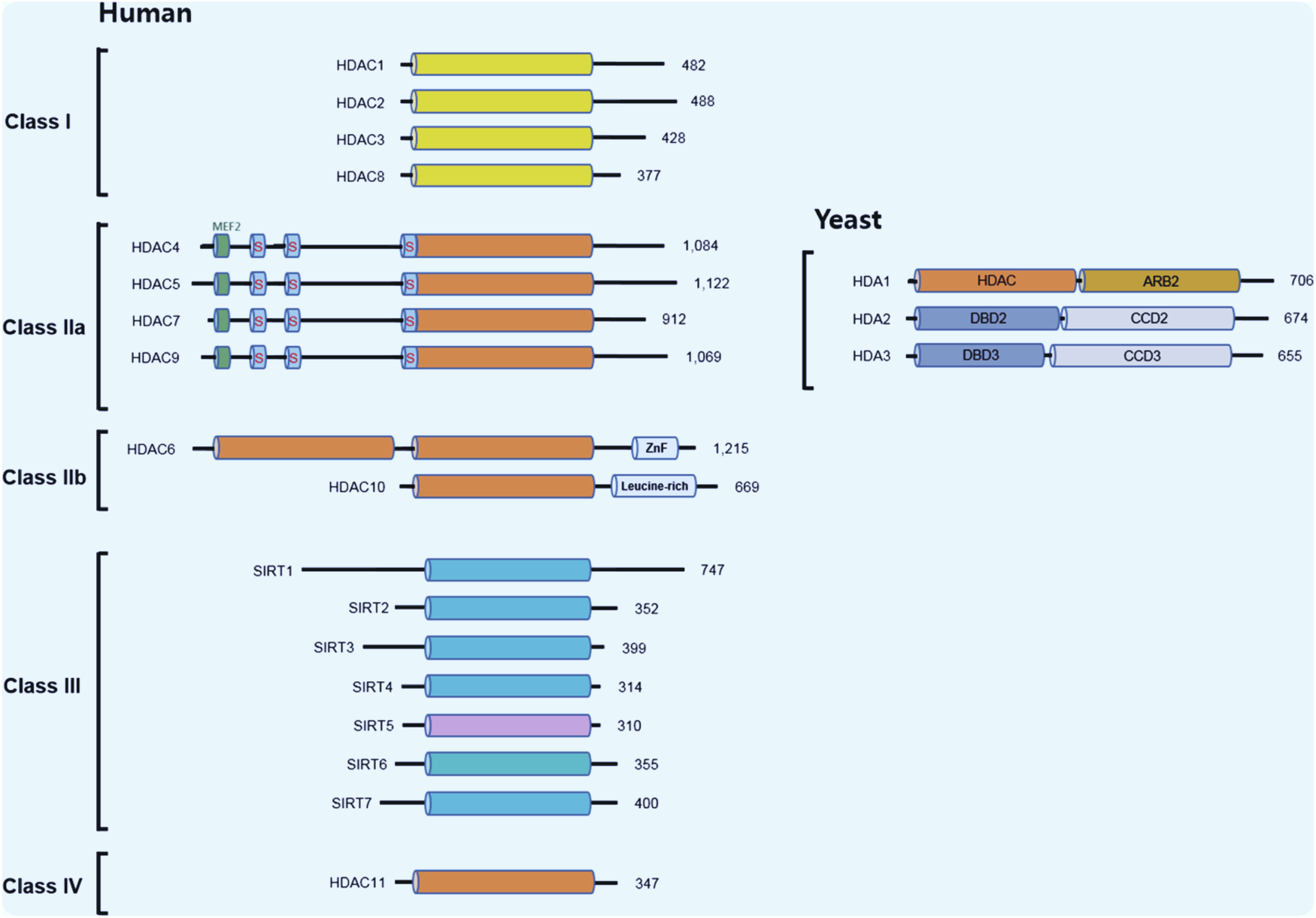 Histone Deacetylation in Alzheimer’s Diseases (AD); Hope or Hype