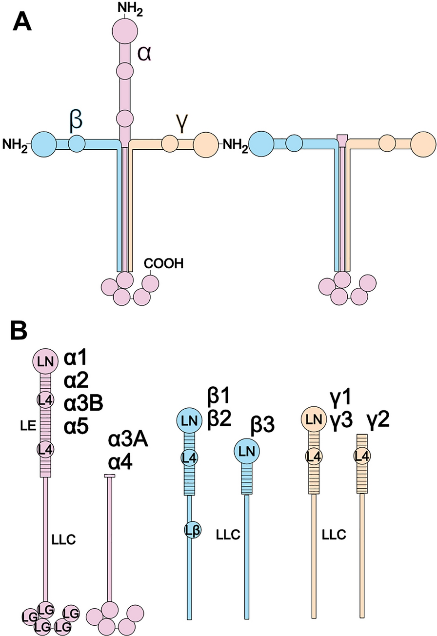 The role of laminins in cancer pathobiology: a comprehensive review