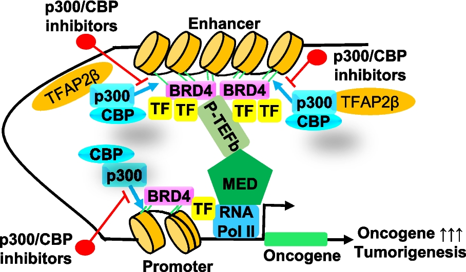 The important role of the histone acetyltransferases p300/CBP in cancer and the promising anticancer effects of p300/CBP inhibitors