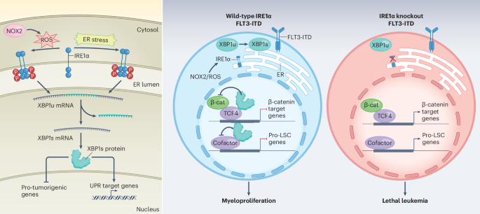 IRE1α–XBP1 moonlighting to restrict leukemia